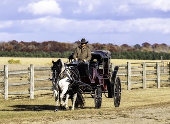 Friesian horses Mix, Mare, 5 years, 16,3 hh