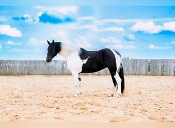 Friesian horses Mix, Mare, 5 years, 16,3 hh