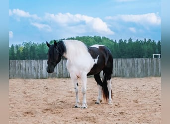 Friesian horses Mix, Mare, 5 years, 16,3 hh