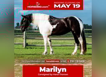 Friesian horses Mix, Mare, 5 years, 16,3 hh