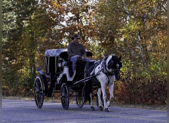 Friesian horses Mix, Mare, 5 years, 16,3 hh