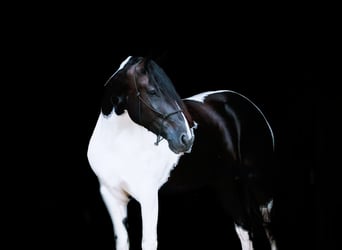 Friesian horses Mix, Mare, 5 years, 16,3 hh