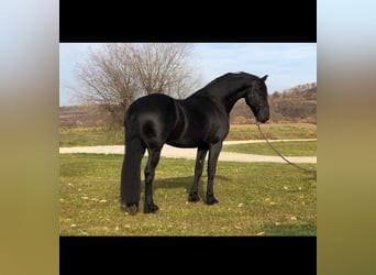 Friesian horses, Mare, 5 years, Black
