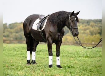 Friesian horses Mix, Mare, 5 years, Black