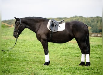 Friesian horses Mix, Mare, 5 years, Black