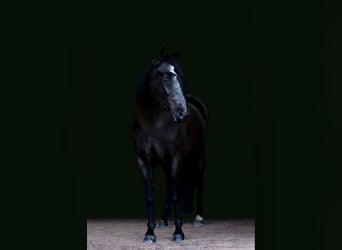 Friesian horses, Mare, 5 years, Black
