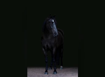 Friesian horses, Mare, 5 years, Black