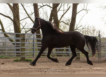 Friesian horses, Mare, 5 years, Black