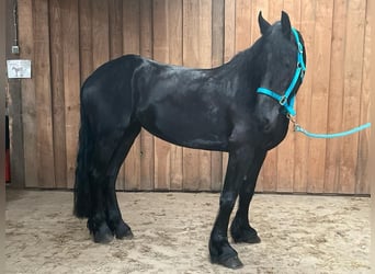 Friesian horses, Mare, 5 years, Smoky-Black