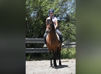 Friesian horses Mix, Mare, 6 years, 14.3 hh, Brown