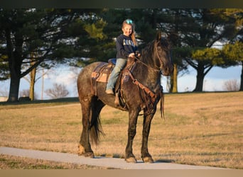Friesian horses, Mare, 6 years, 15.2 hh, Roan-Blue