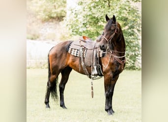Friesian horses, Mare, 6 years, 15.3 hh, Bay