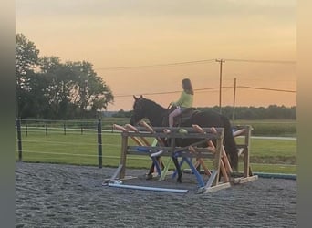 Friesian horses, Mare, 6 years, 15.3 hh, Bay