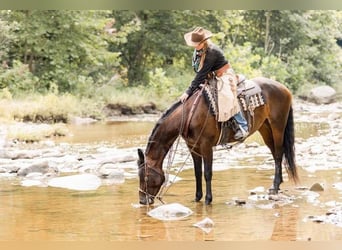 Friesian horses, Mare, 6 years, 15.3 hh, Bay