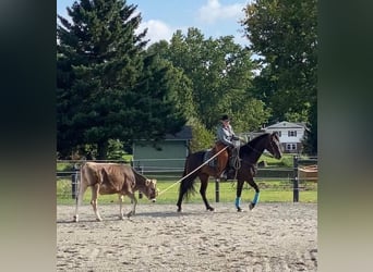 Friesian horses, Mare, 6 years, 15.3 hh, Bay
