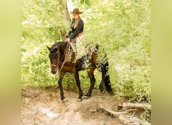 Friesian horses, Mare, 6 years, 15.3 hh, Bay