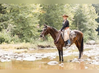 Friesian horses, Mare, 6 years, 15.3 hh, Bay