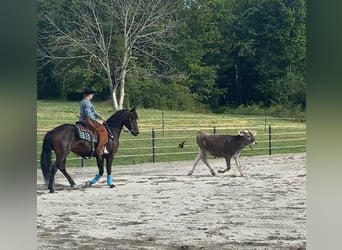 Friesian horses, Mare, 6 years, 15.3 hh, Bay