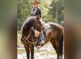 Friesian horses, Mare, 6 years, 15.3 hh, Bay