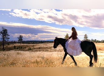 Friesian horses, Mare, 6 years, 15.3 hh, Black