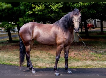 Friesian horses, Mare, 6 years, 15.3 hh