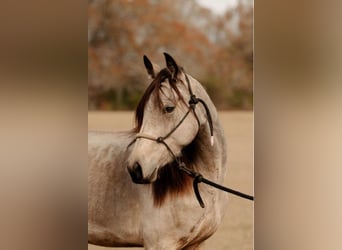 Friesian horses, Mare, 6 years, 15 hh, Buckskin