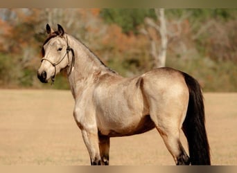 Friesian horses, Mare, 6 years, 15 hh, Buckskin