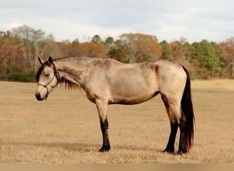 Friesian horses, Mare, 6 years, 15 hh, Buckskin