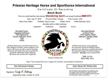 Friesian horses, Mare, 6 years, 15 hh, Buckskin