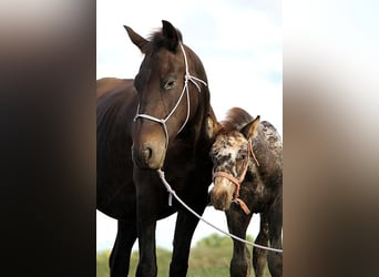Friesian horses, Mare, 6 years, 15,1 hh