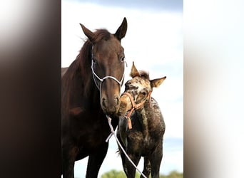 Friesian horses, Mare, 6 years, 15,1 hh