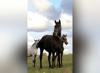 Friesian horses, Mare, 6 years, 15,1 hh