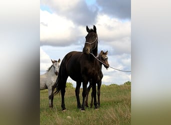 Friesian horses, Mare, 6 years, 15,1 hh