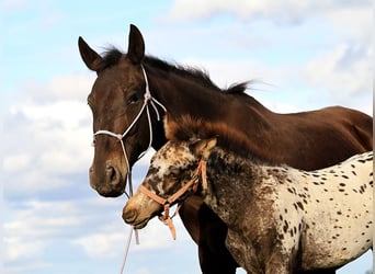 Friesian horses, Mare, 6 years, 15,1 hh