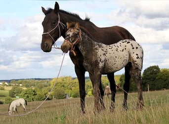 Friesian horses, Mare, 6 years, 15,1 hh