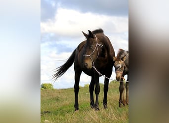 Friesian horses, Mare, 6 years, 15,1 hh