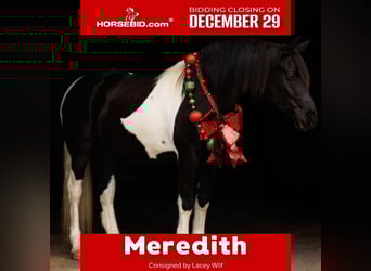 Friesian horses, Mare, 6 years, 15,1 hh, Pinto