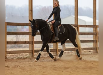 Friesian horses, Mare, 6 years, 15,1 hh, Pinto