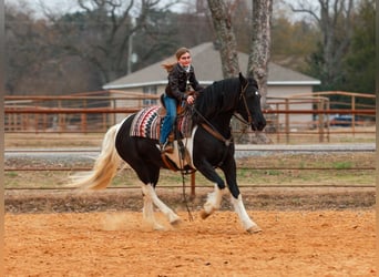 Friesian horses, Mare, 6 years, 15,1 hh, Pinto