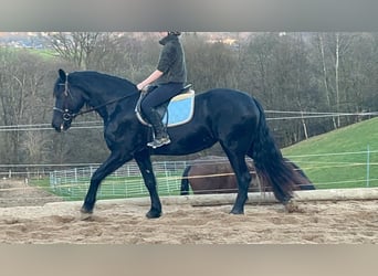 Friesian horses, Mare, 6 years, 15,2 hh, Black