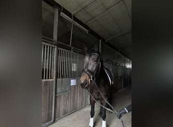 Friesian horses, Mare, 6 years, 15,3 hh, Bay-Dark