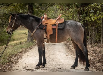 Friesian horses Mix, Mare, 6 years, 15,3 hh, Roan-Bay