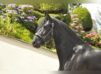 Friesian horses, Mare, 6 years, 16.1 hh, Black