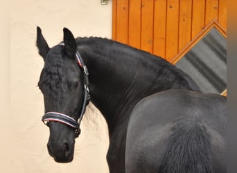 Friesian horses, Mare, 6 years, 16.1 hh, Black