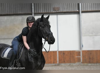 Friesian horses, Mare, 6 years, 16.1 hh, Black