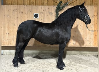 Friesian horses, Mare, 6 years, 16.1 hh, Black