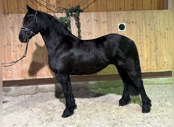 Friesian horses, Mare, 6 years, 16.1 hh, Black