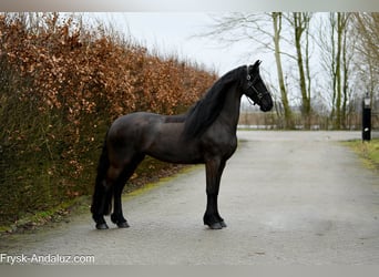 Friesian horses, Mare, 6 years, 16.2 hh, Black