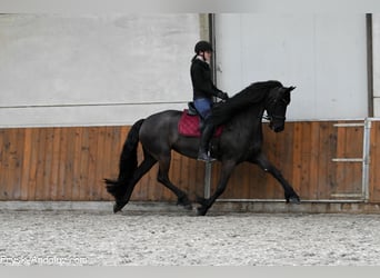 Friesian horses, Mare, 6 years, 16.2 hh, Black