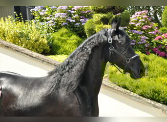 Friesian horses, Mare, 6 years, 16.2 hh, Black